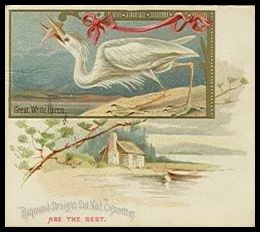 23 Great White Heron